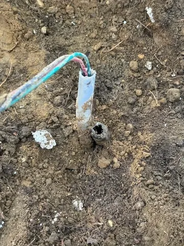 a close up of a plant in a forest