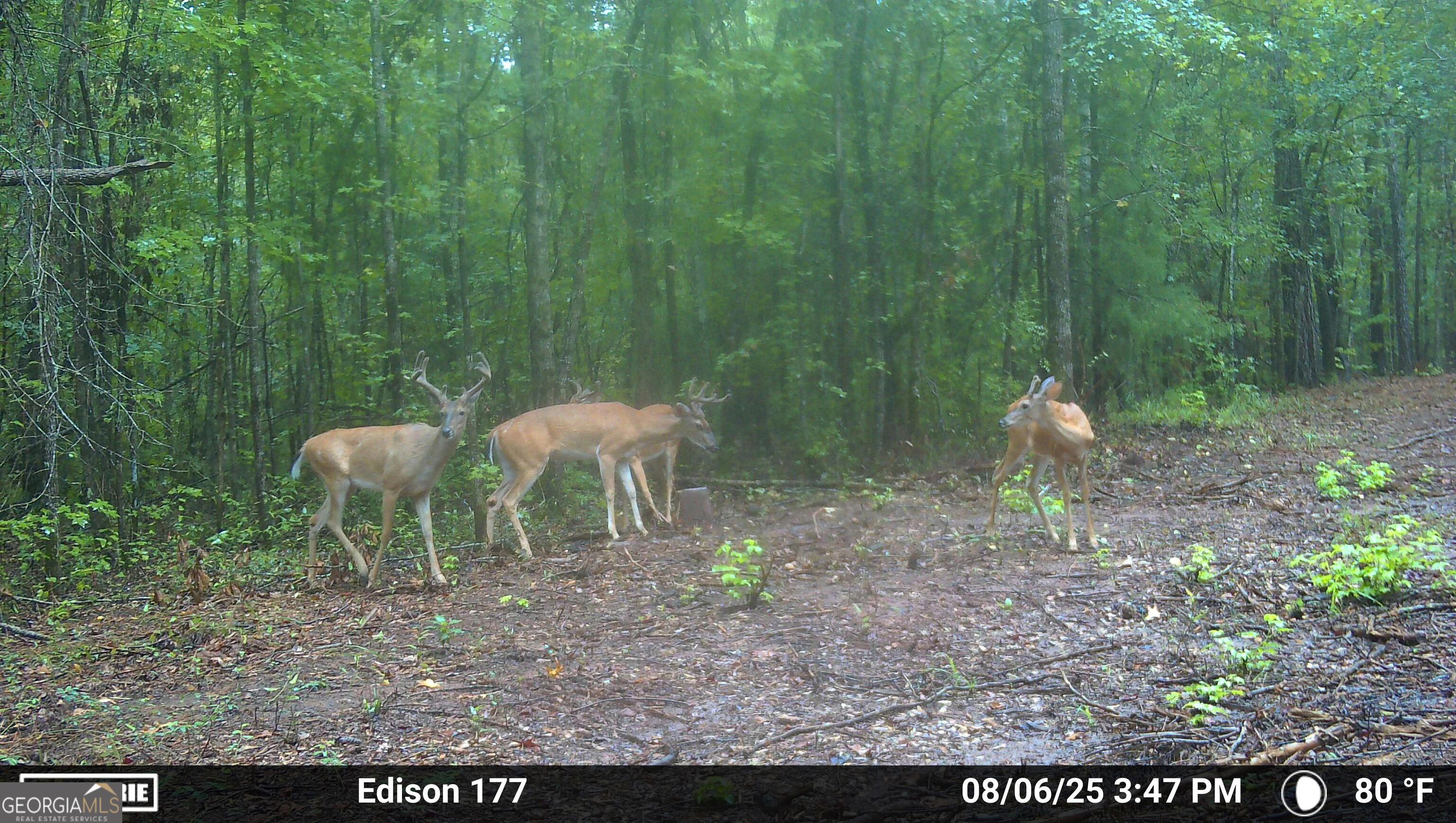 1 Fern Street Edison, GA 31986 - Photo 21 of 21