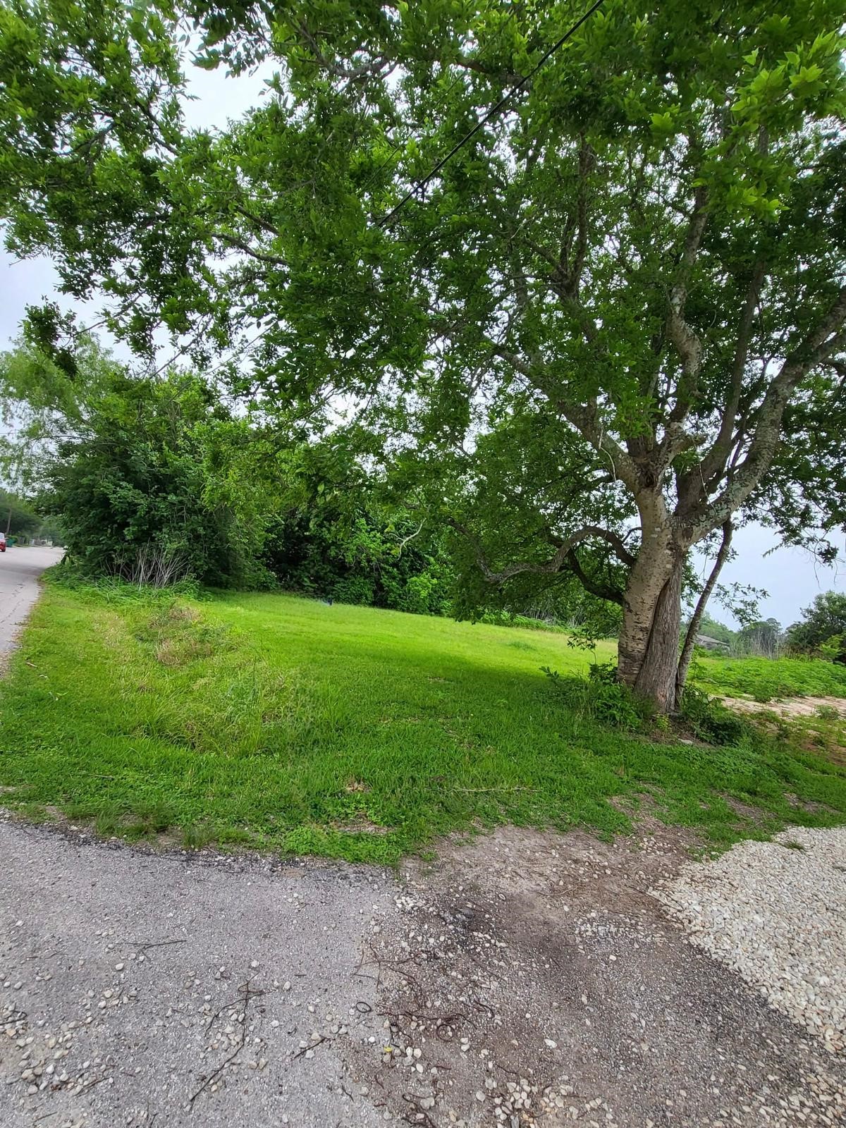0 Kansas Street La Marque, TX 77568 - Photo 6 of 16 a view of a yard with plants and a large tree