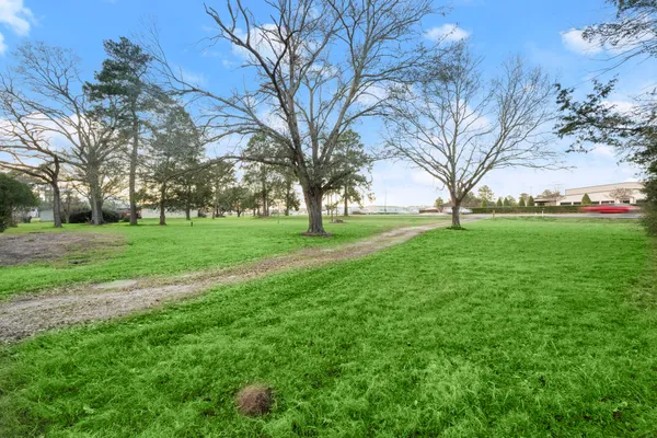 a view of a park with large trees