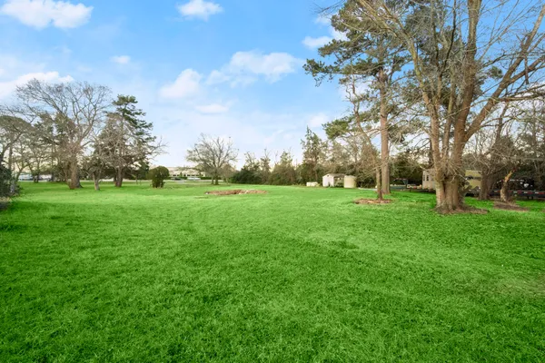 a view of a garden with a tree