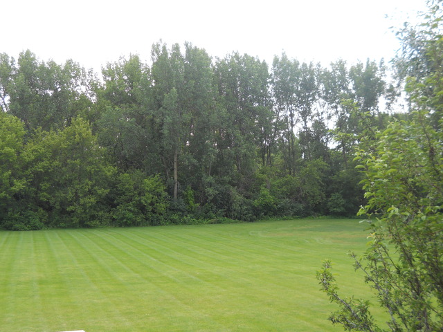338 Quarry Ridge Circle Sugar Grove, IL 60554 - Photo 21 of 22 a view of a yard with a trees