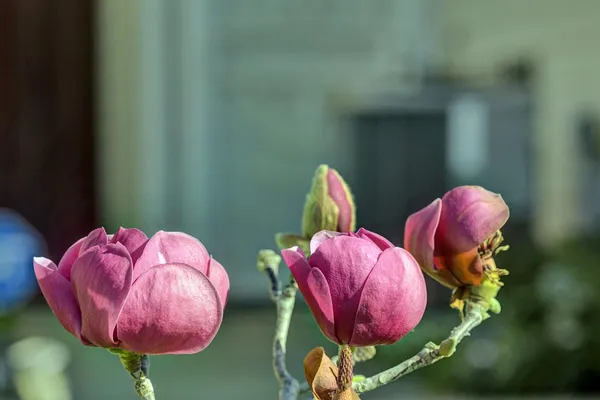 $1,199,888 | 5254 Country Forge Lane, San Jose, CA 95136