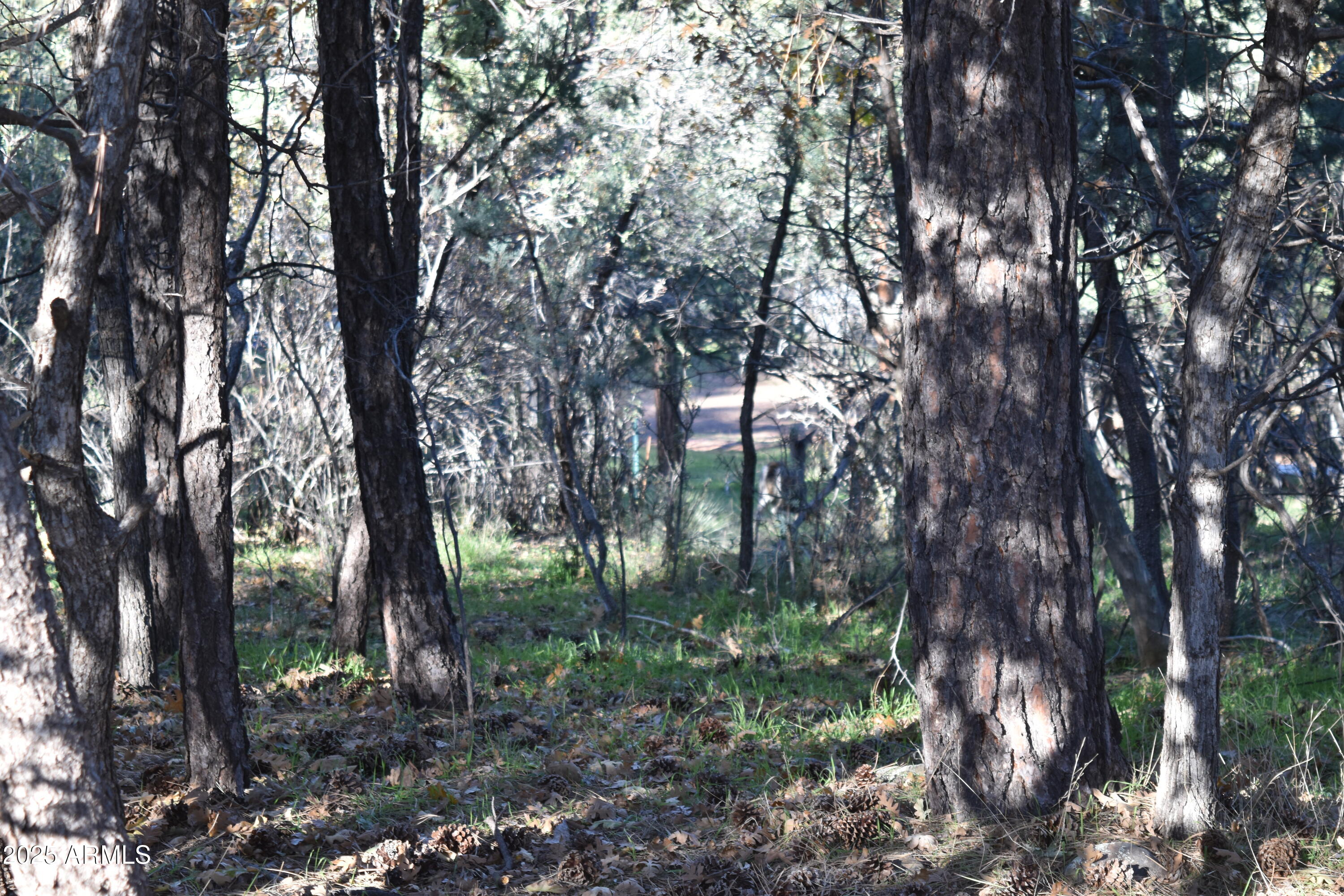 3829 Pine Road Pine, AZ 85544 - Photo 23 of 29 a view of forest