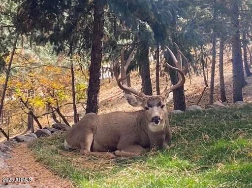 3829 Pine Road Pine, AZ 85544 - Photo 29 of 29 a view of a backyard of the house