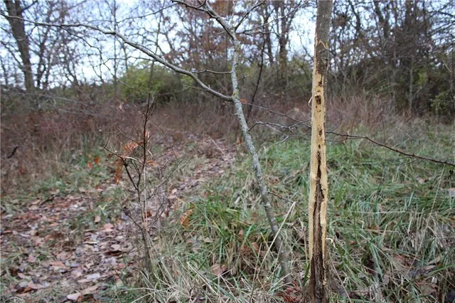 $585,000 | 710 Southeast State Hwy Pp, Leeton, MO 64761