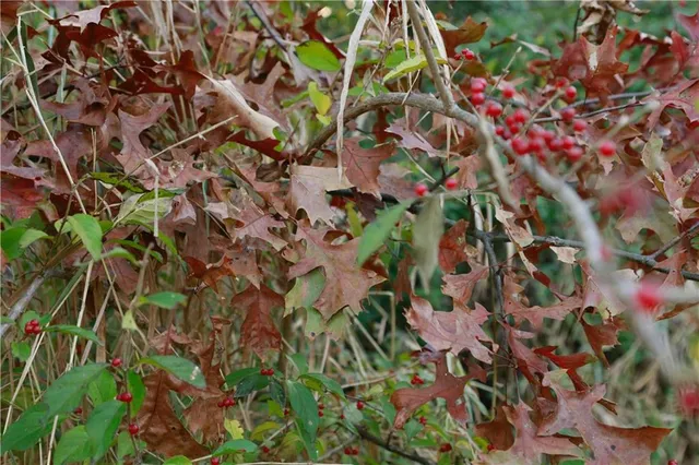 $585,000 | 710 Southeast State Hwy Pp, Leeton, MO 64761