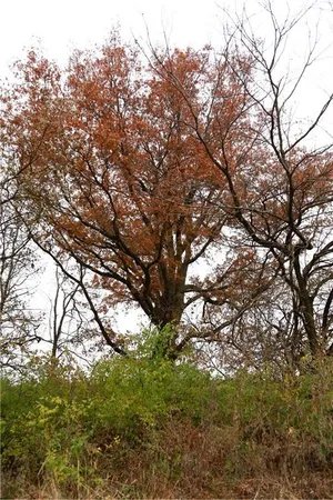 $546,000 | 710 Southeast State Hwy Pp, Leeton, MO 64761