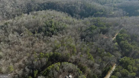 a view of a forest with a tree