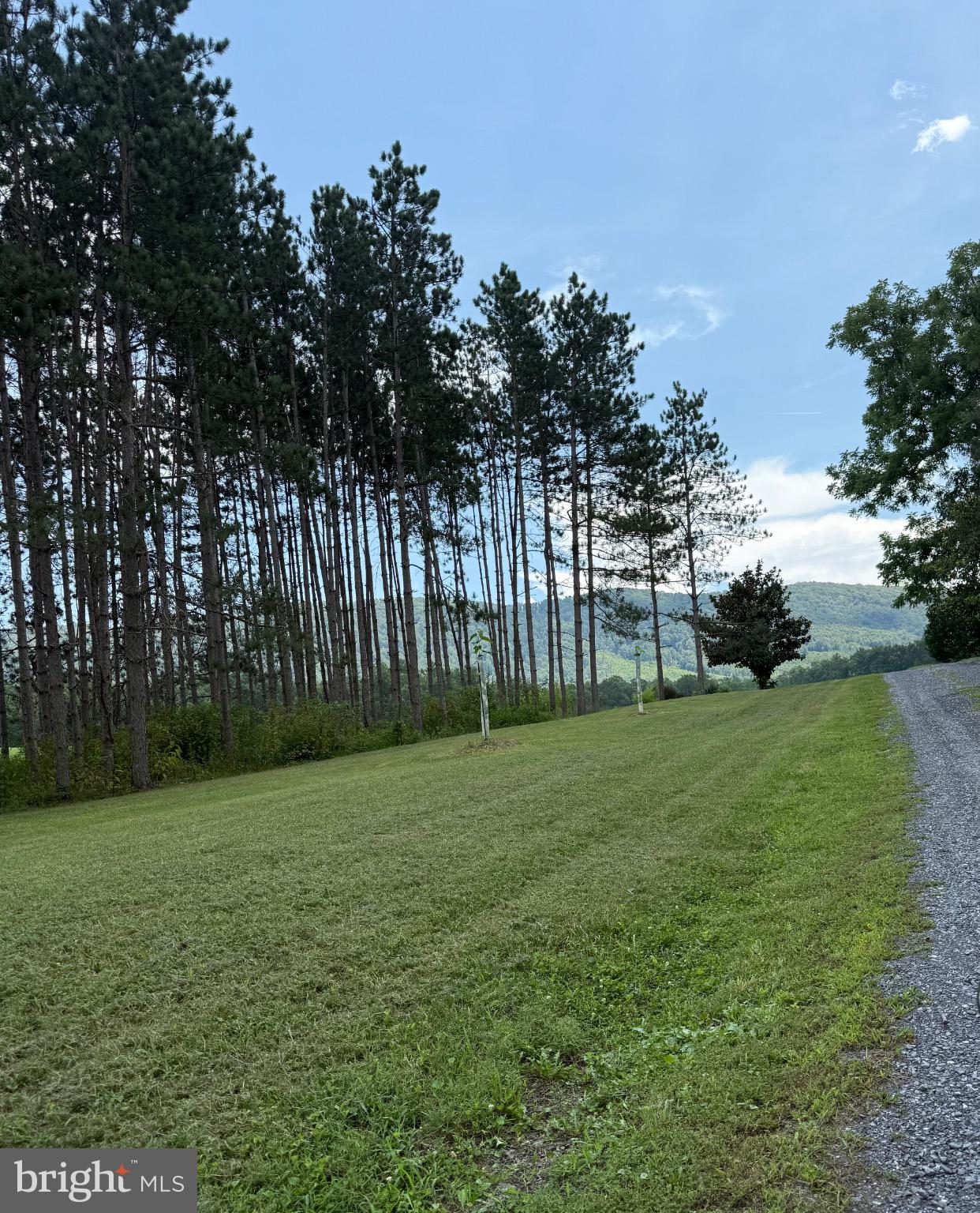 33940 Mountain Valley Road Millboro, VA 24460 - Photo 3 of 22 Serene landscape with towering pines.