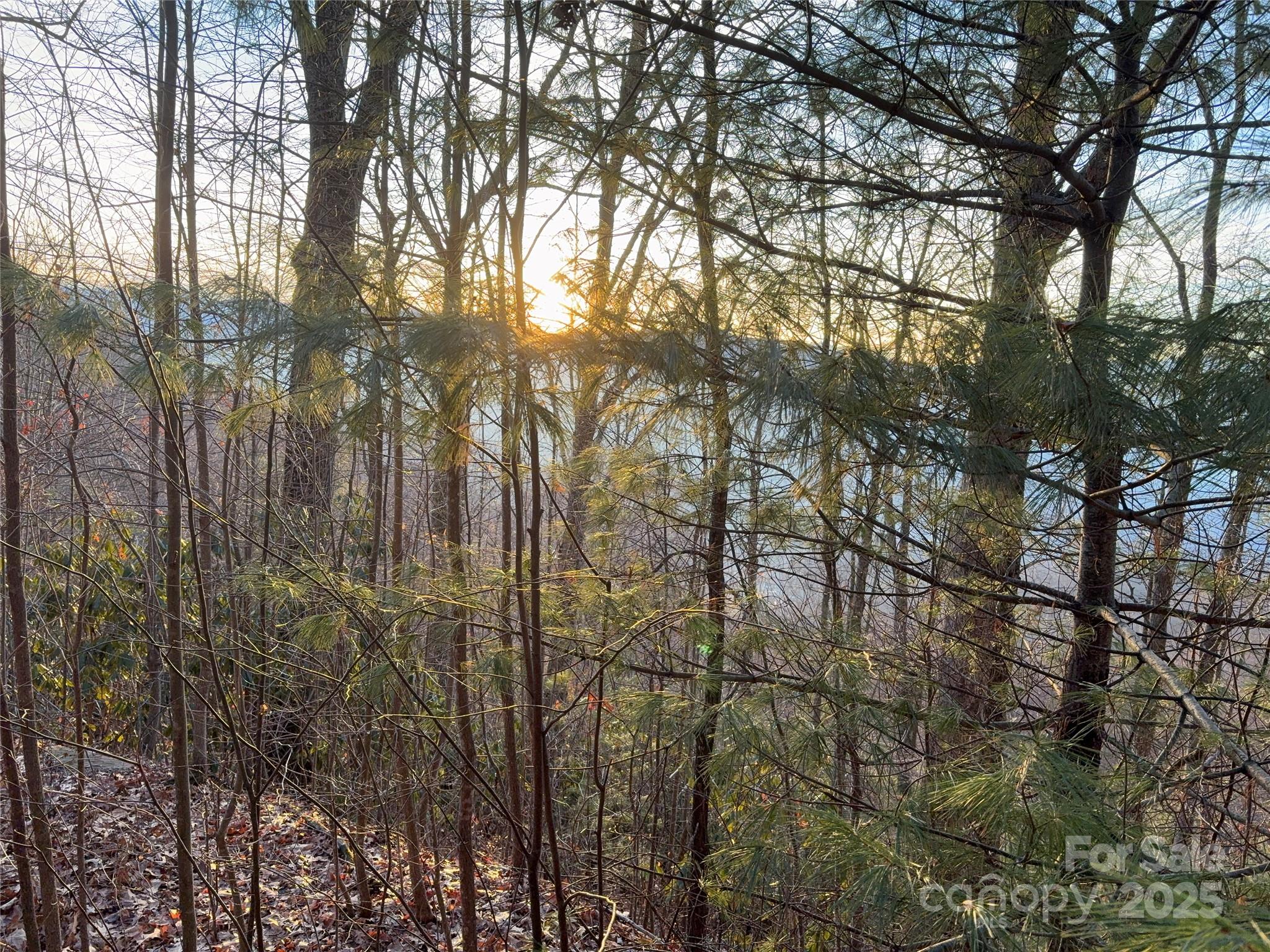 899 Hyacinth Drive Clyde, NC 28721 - Photo 19 of 29 a view of forest