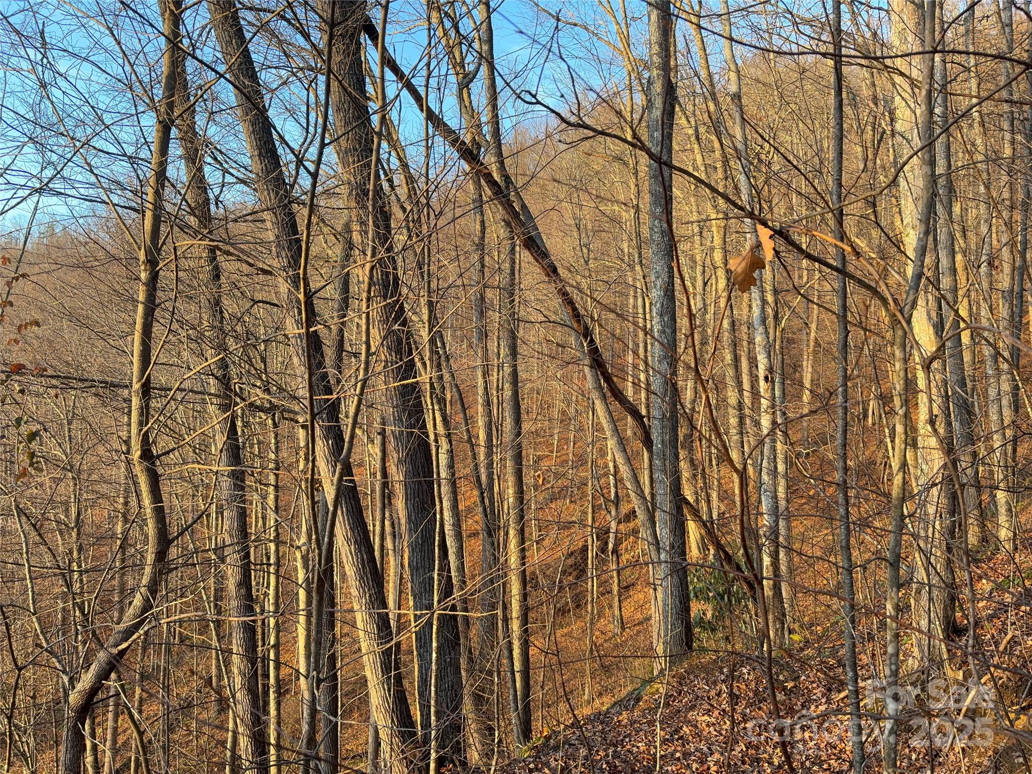 899 Hyacinth Drive Clyde, NC 28721 - Photo 20 of 29 a backyard of a house with lots of trees