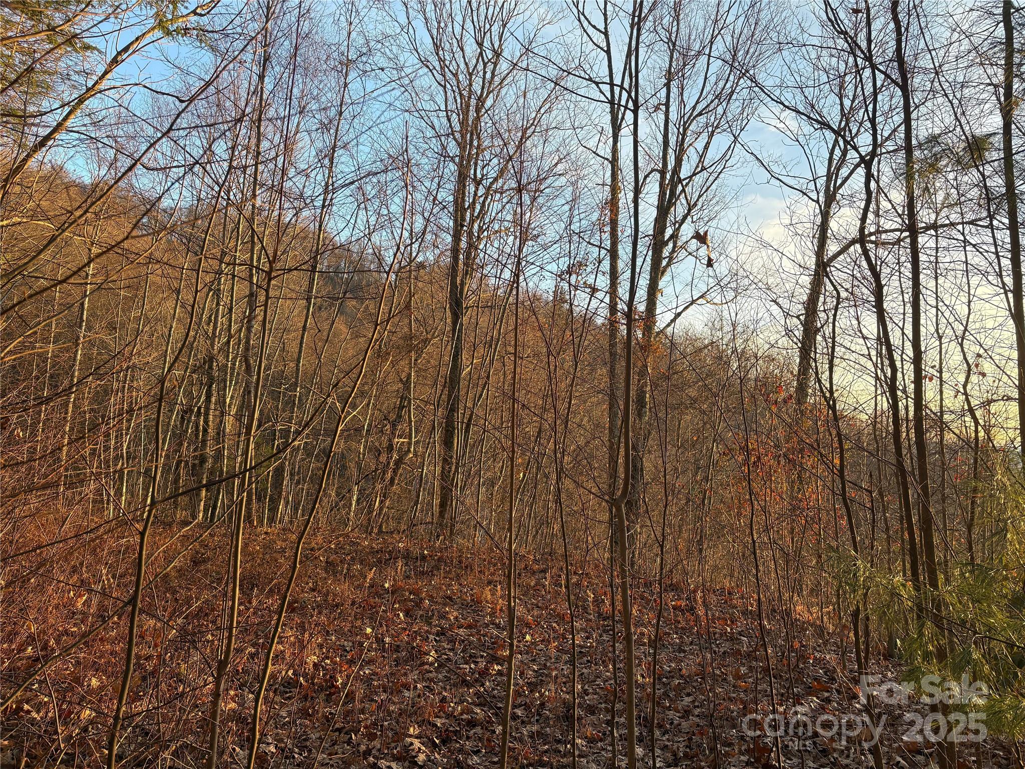 899 Hyacinth Drive Clyde, NC 28721 - Photo 21 of 29 a view of a yard