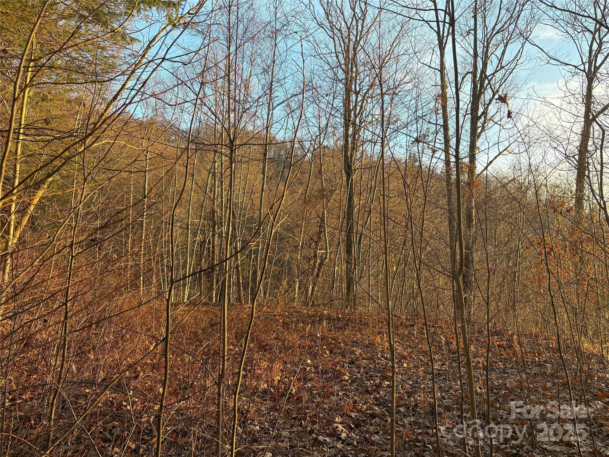 899 Hyacinth Drive Clyde, NC 28721 - Photo 22 of 29 a view of a yard