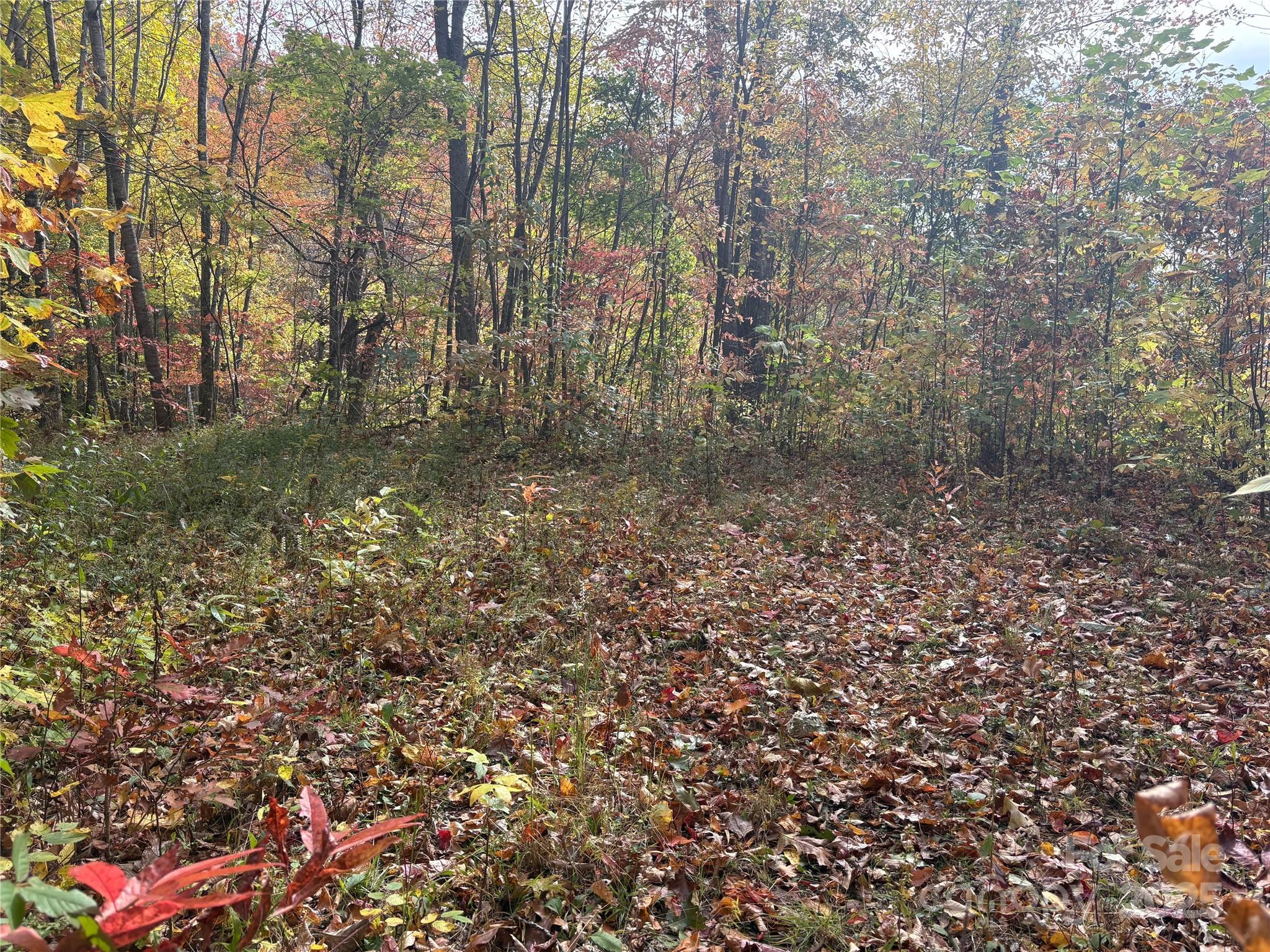 899 Hyacinth Drive Clyde, NC 28721 - Photo 26 of 29 a view of a forest with trees