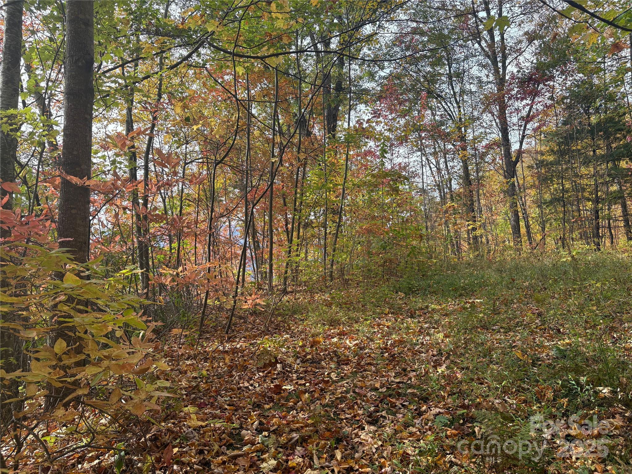 899 Hyacinth Drive Clyde, NC 28721 - Photo 27 of 29 a view of outdoor space and a yard
