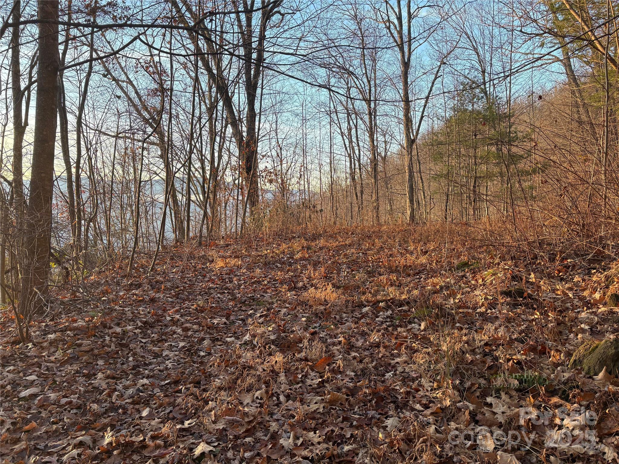 899 Hyacinth Drive Clyde, NC 28721 - Photo 3 of 29 a view of backyard with tree