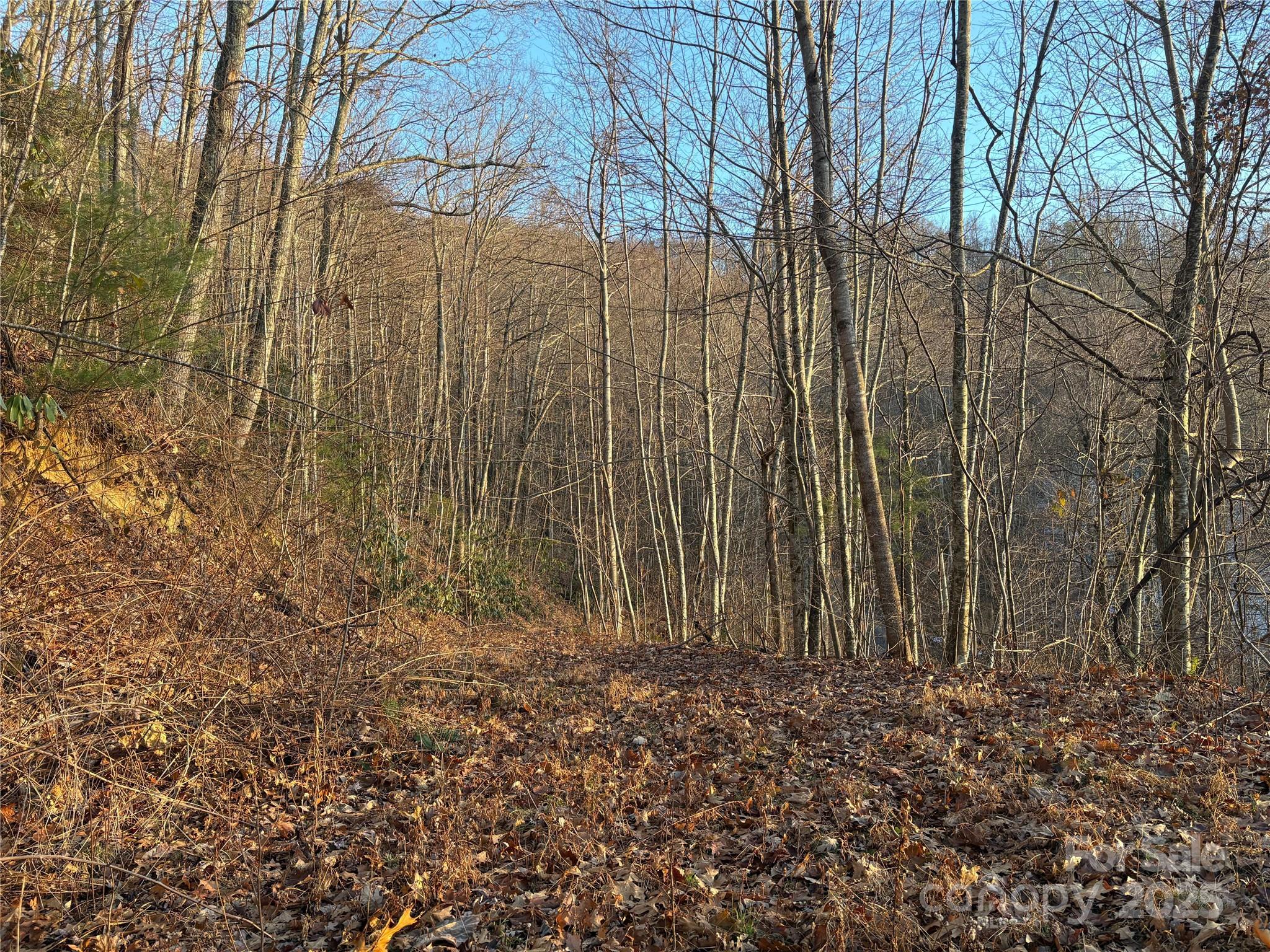 899 Hyacinth Drive Clyde, NC 28721 - Photo 4 of 29 a view of a backyard of the house