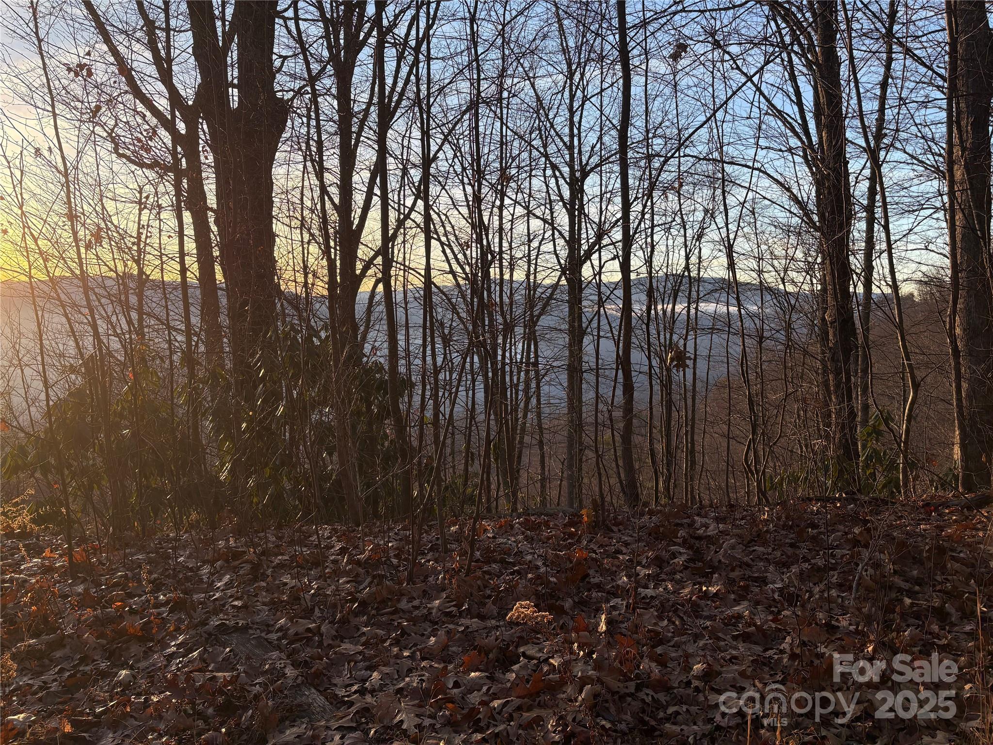 899 Hyacinth Drive Clyde, NC 28721 - Photo 5 of 29 a view of lots of trees