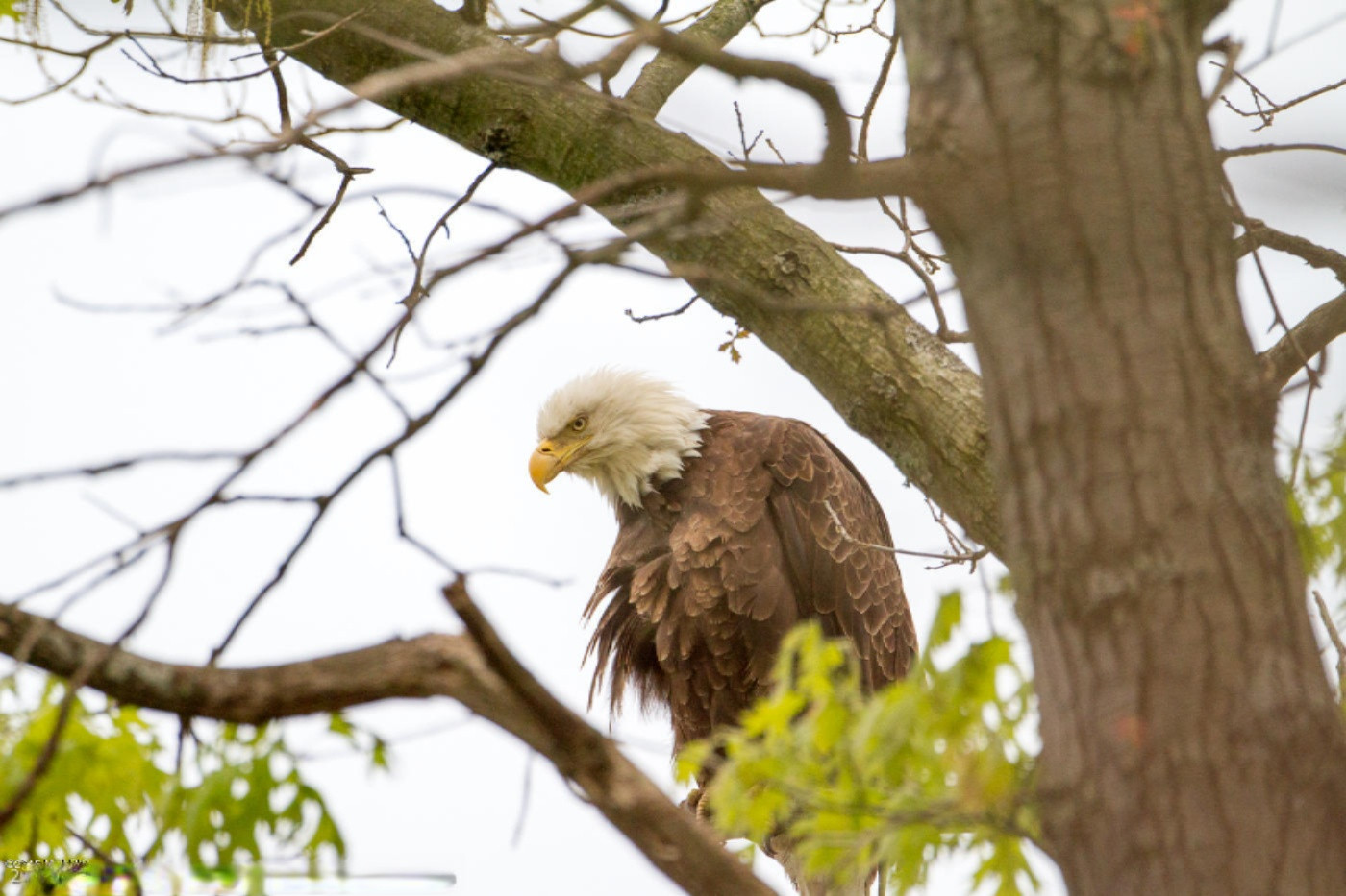 6014 River Ridge Drive Hamilton, MI 49419 - Photo 35 of 57 Bald Eagle