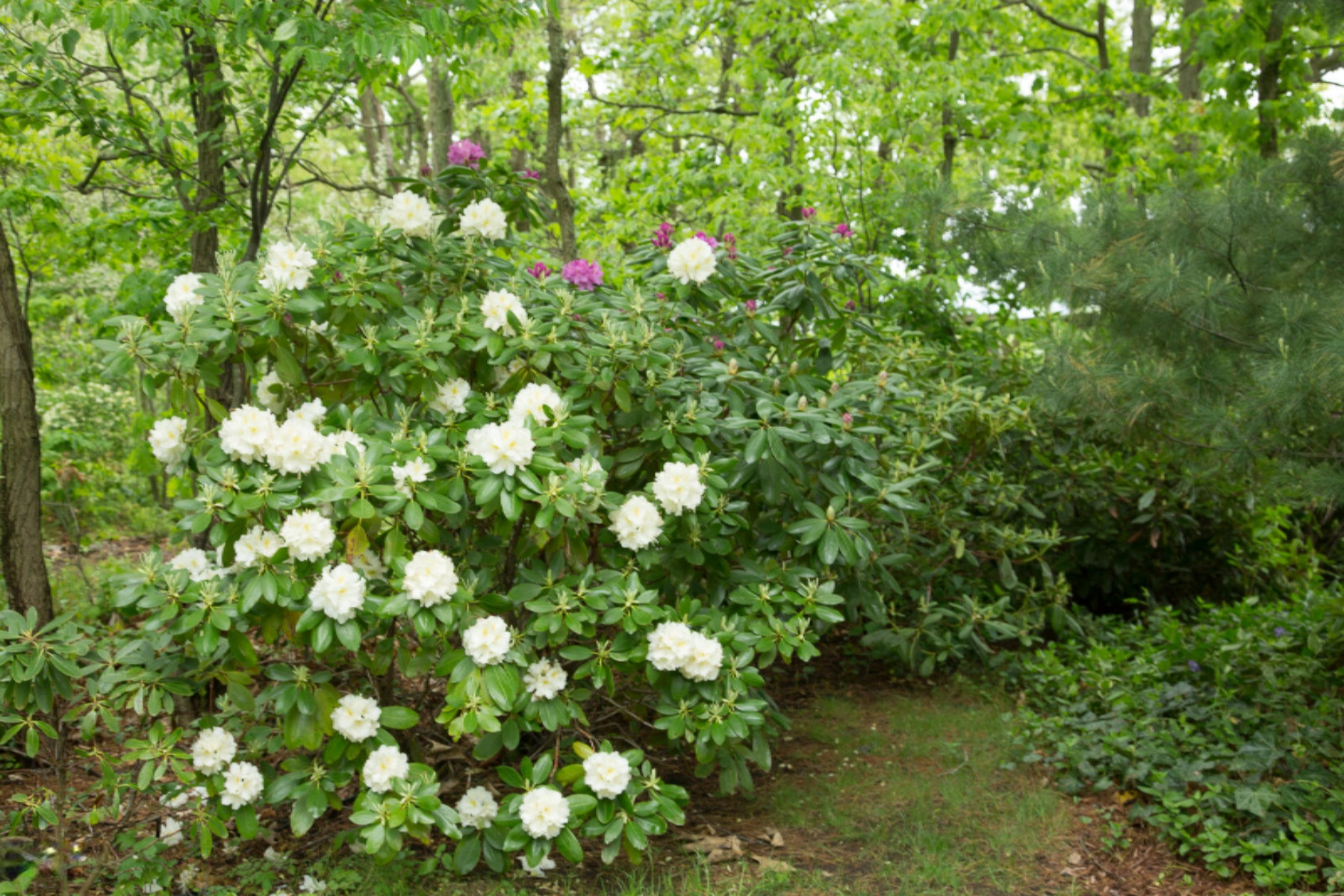 6014 River Ridge Drive Hamilton, MI 49419 - Photo 48 of 57 Landscape