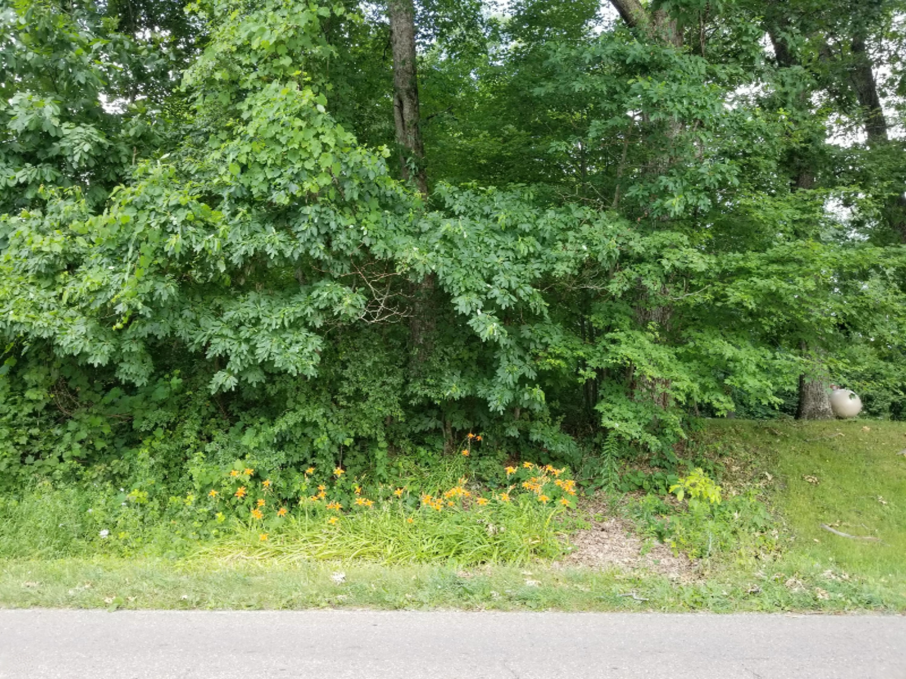 0 Anderson Road Niles, MI 49120 - Photo 6 of 6 20190717_112921