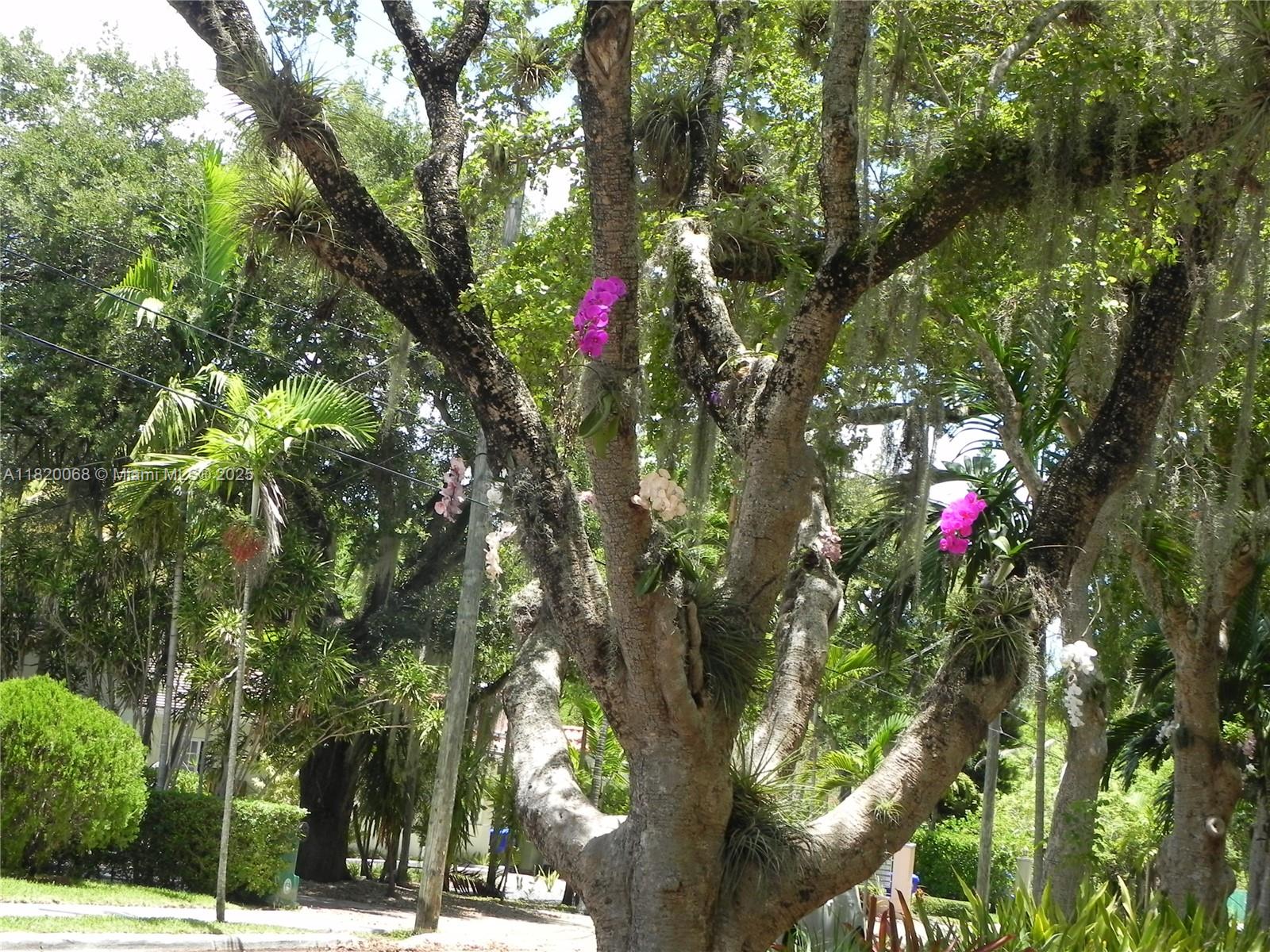 Bayside Miami, FL 33138 - Photo 38 of 44 a view of street with lush green space