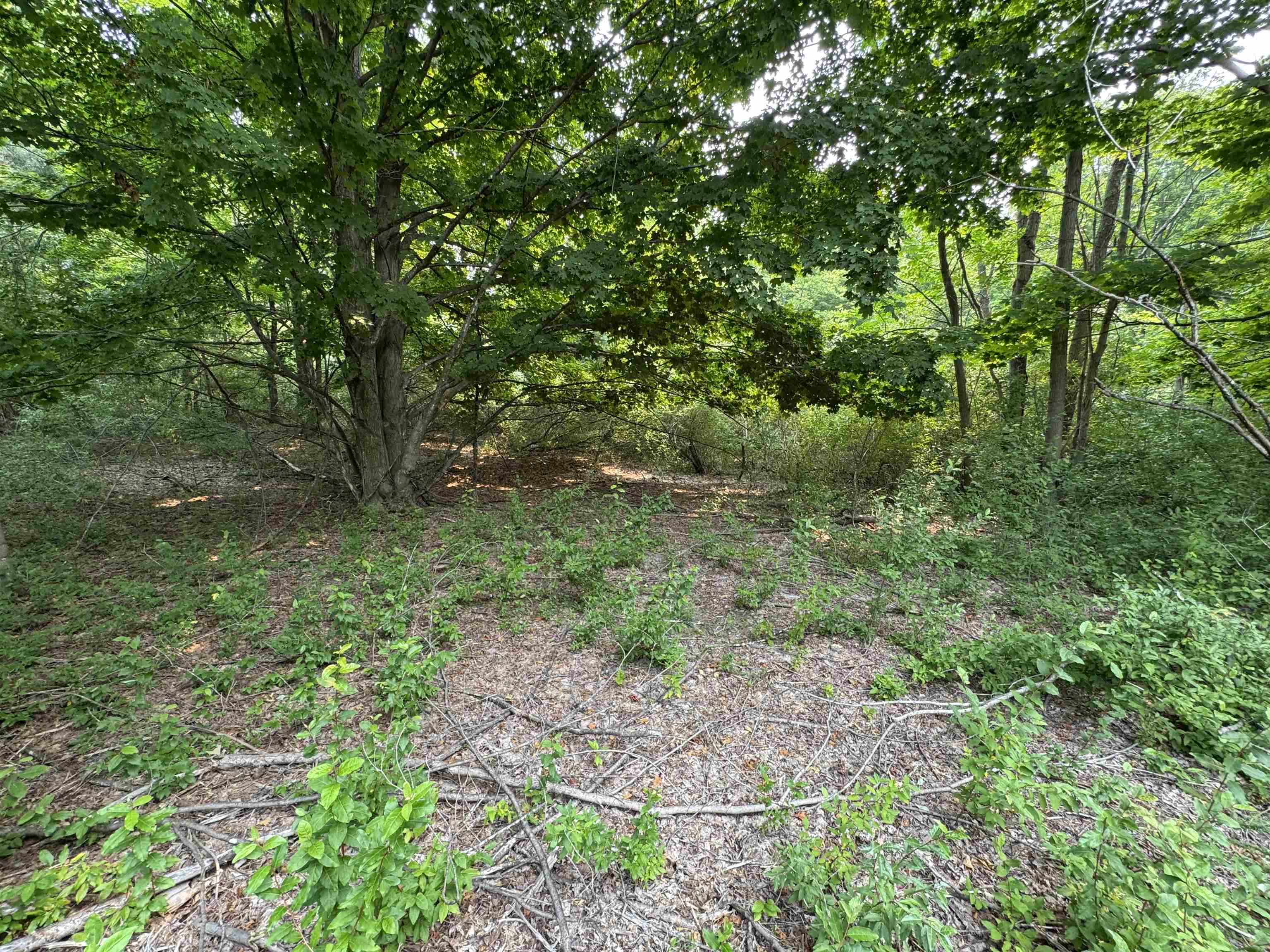 Lot #2 East Bellinger Road, Unit BELLINGER ESTATES Cedar, MI 49621 - Photo 10 of 19