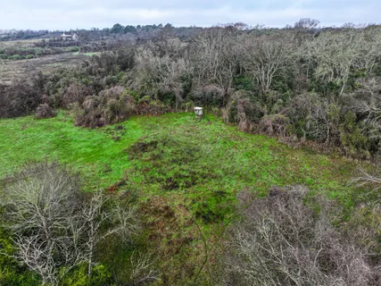a view of a lush green forest with lush green forest