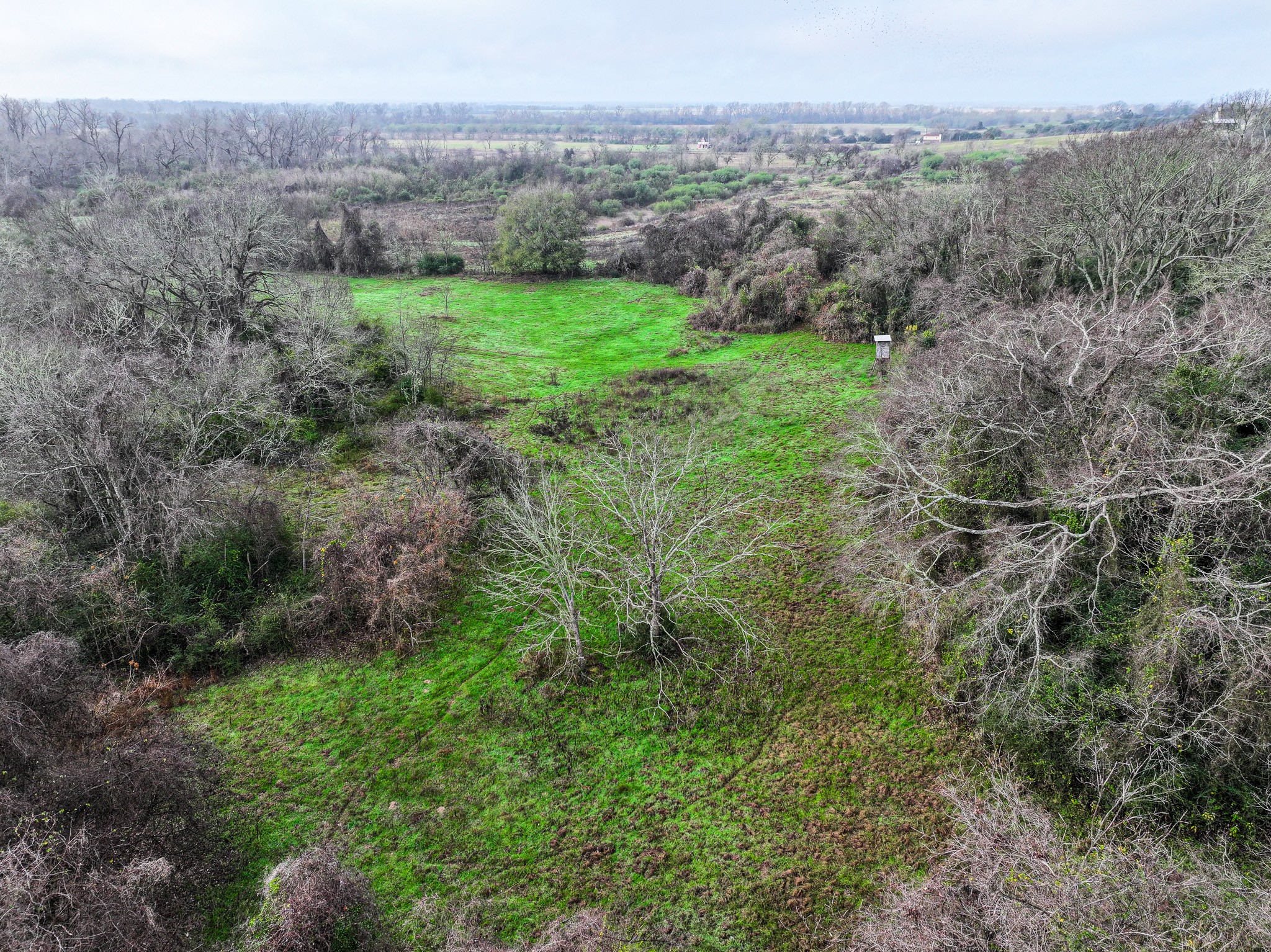 0 River Road College Station, TX 77845 - Photo 16 of 20 a view of a lush green forest with lush green forest