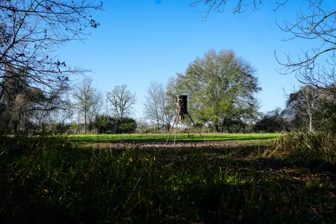 a view of a lush green forest