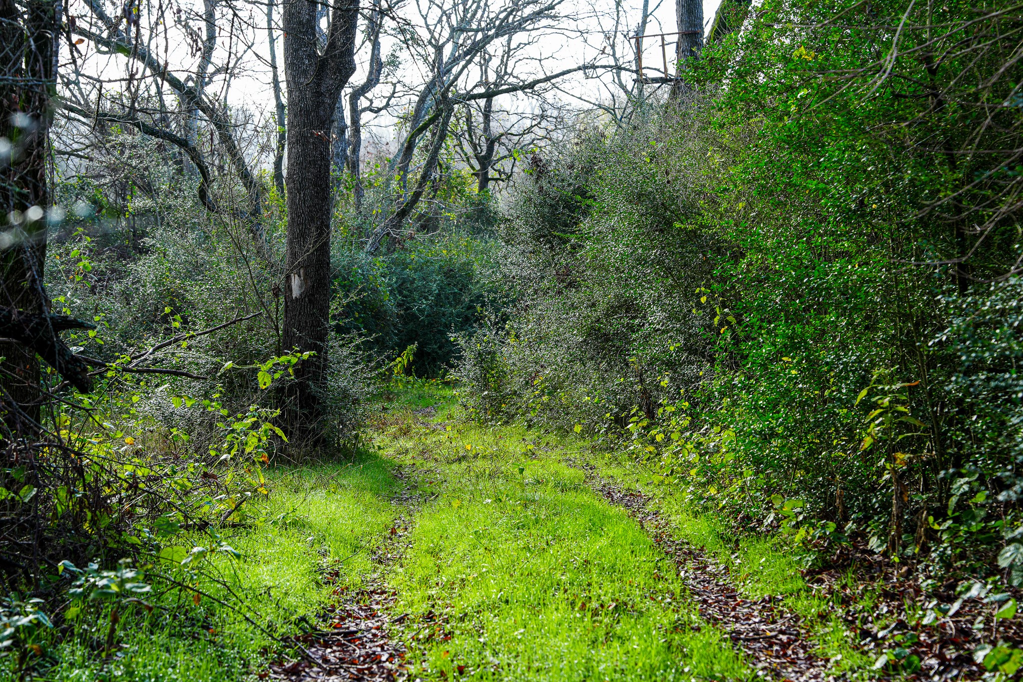 0 River Road College Station, TX 77845 - Photo 7 of 20 a view of a lush green forest