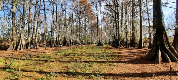 a view of a backyard of the house