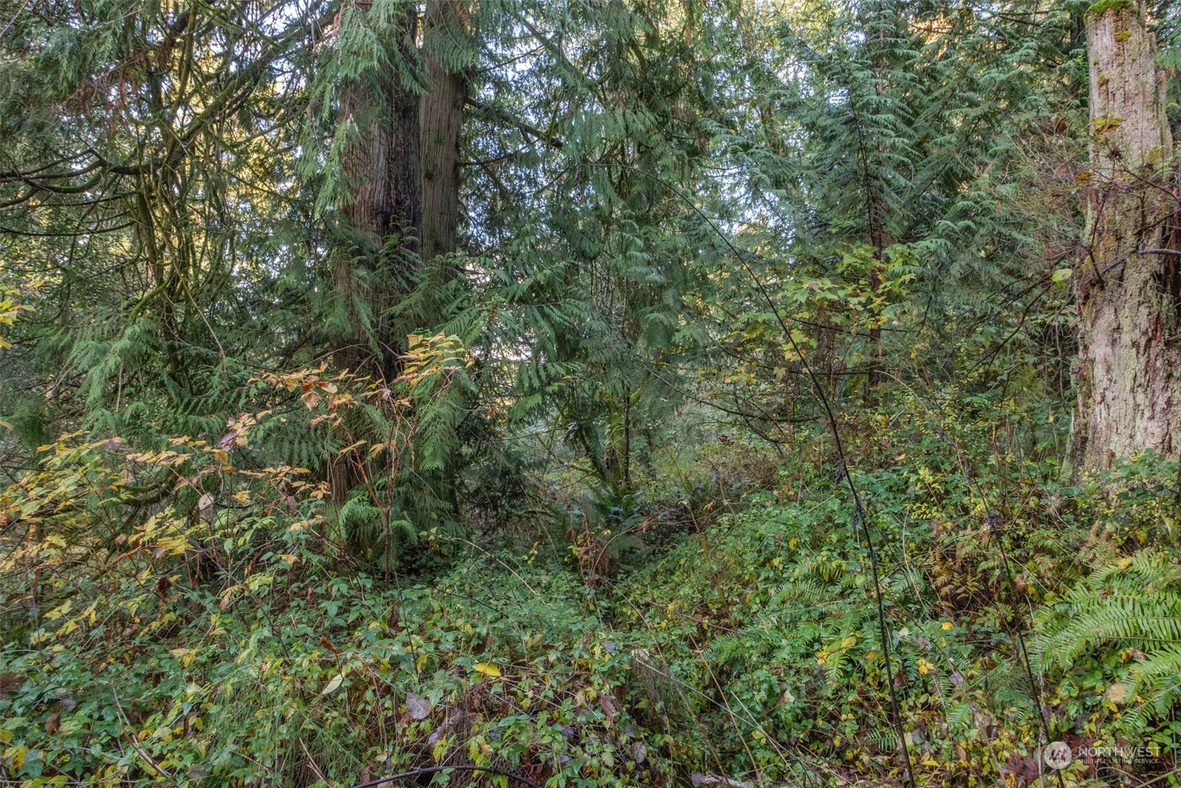 12173 Southwest Cedarhurst Road Vashon, WA 98070 - Photo 3 of 13 Gallery Image 3