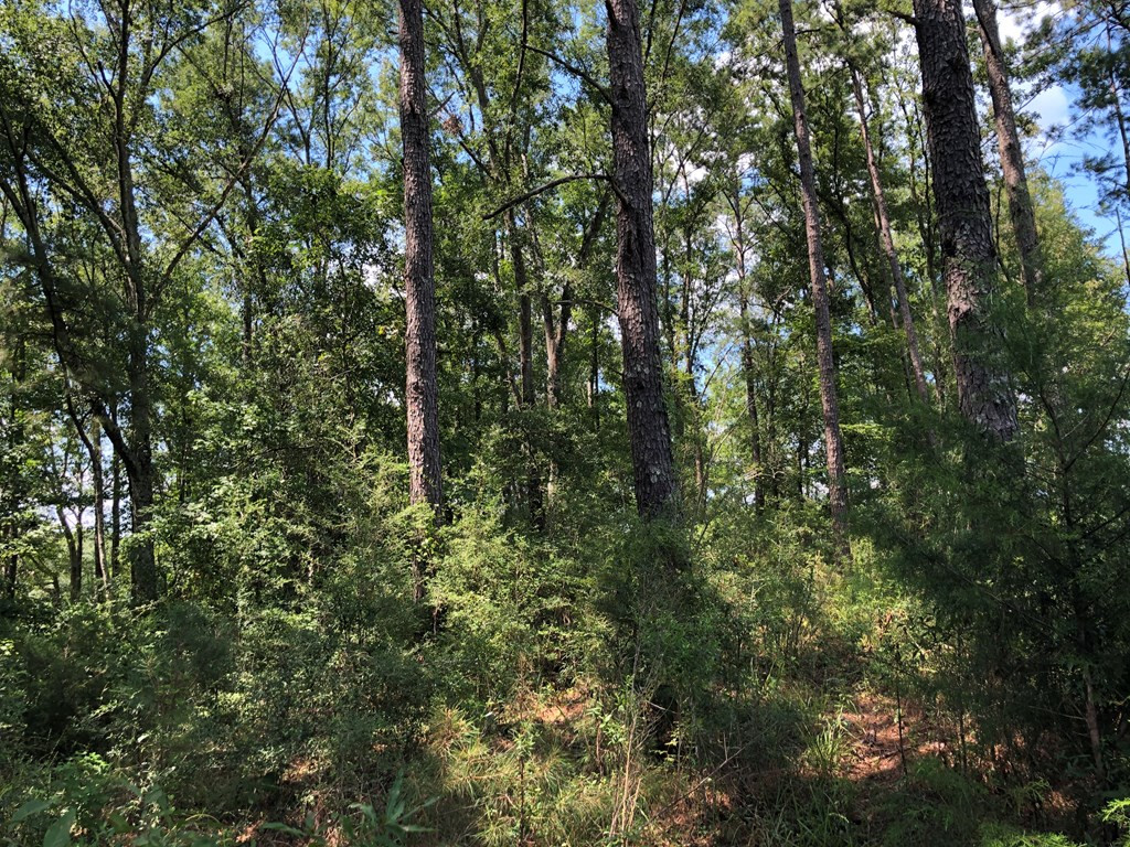 1108 Roy Deer Road Summit, MS 39666 - Photo 17 of 47 Photo 17