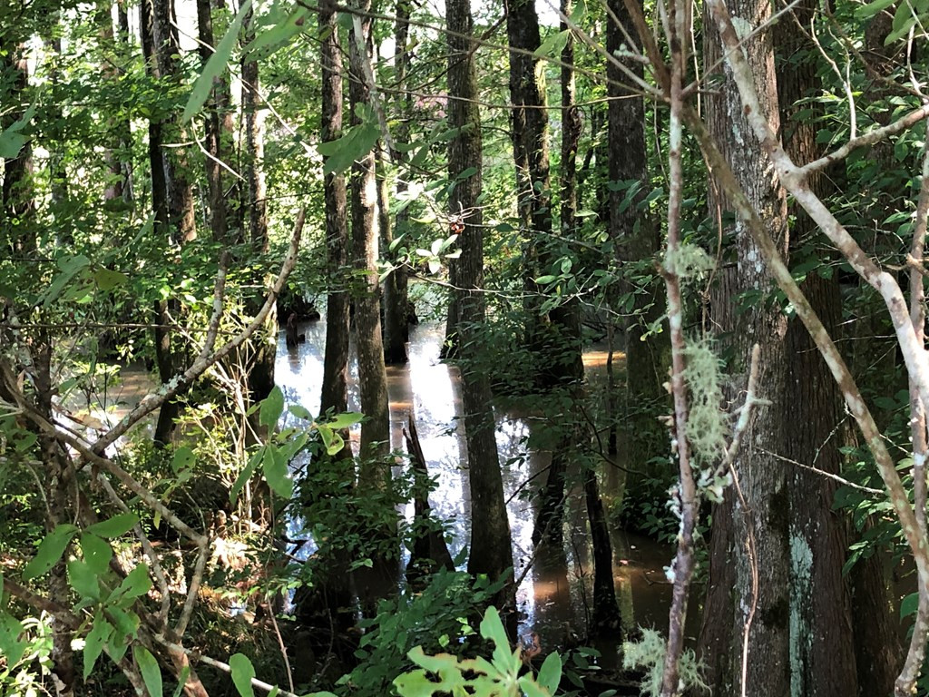 1108 Roy Deer Road Summit, MS 39666 - Photo 23 of 47 Photo 23