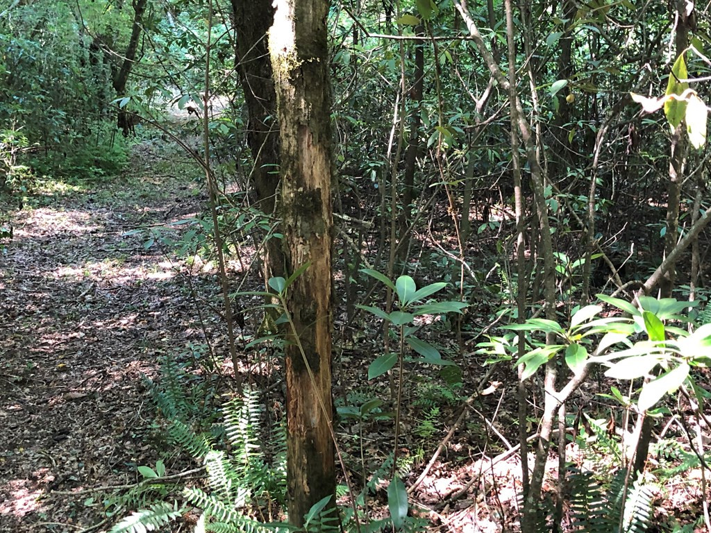 1108 Roy Deer Road Summit, MS 39666 - Photo 27 of 47 Photo 27