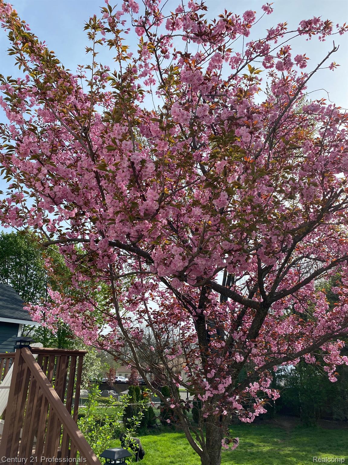 746 Ludlow Avenue Rochester, MI 48307 - Photo 33 of 34 springtime flowering crabapple tree