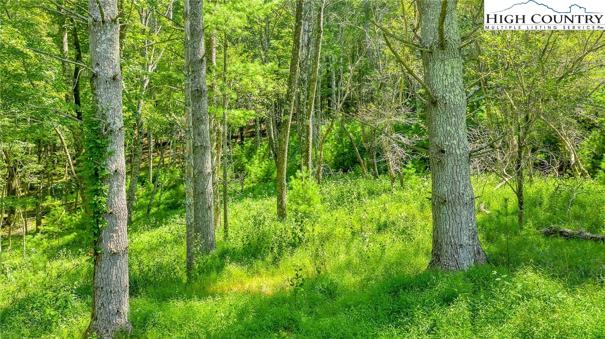 Low Gap Road Jefferson, NC 28640 - Photo 4 of 21 Gallery Image 4