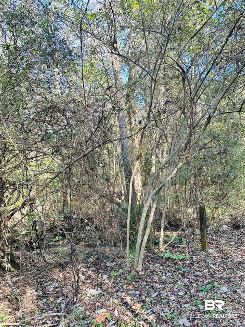 0 North Branson Drive Mobile, AL 36695 - Photo 7 of 20 View of nature