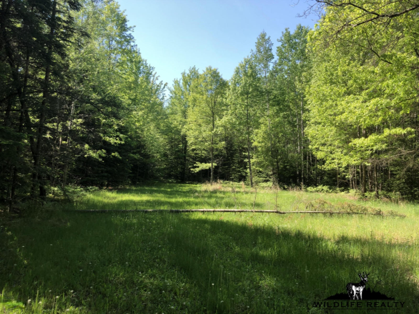 775 Sugar River Road Gladwin, MI 48624 - Photo 63 of 124 66