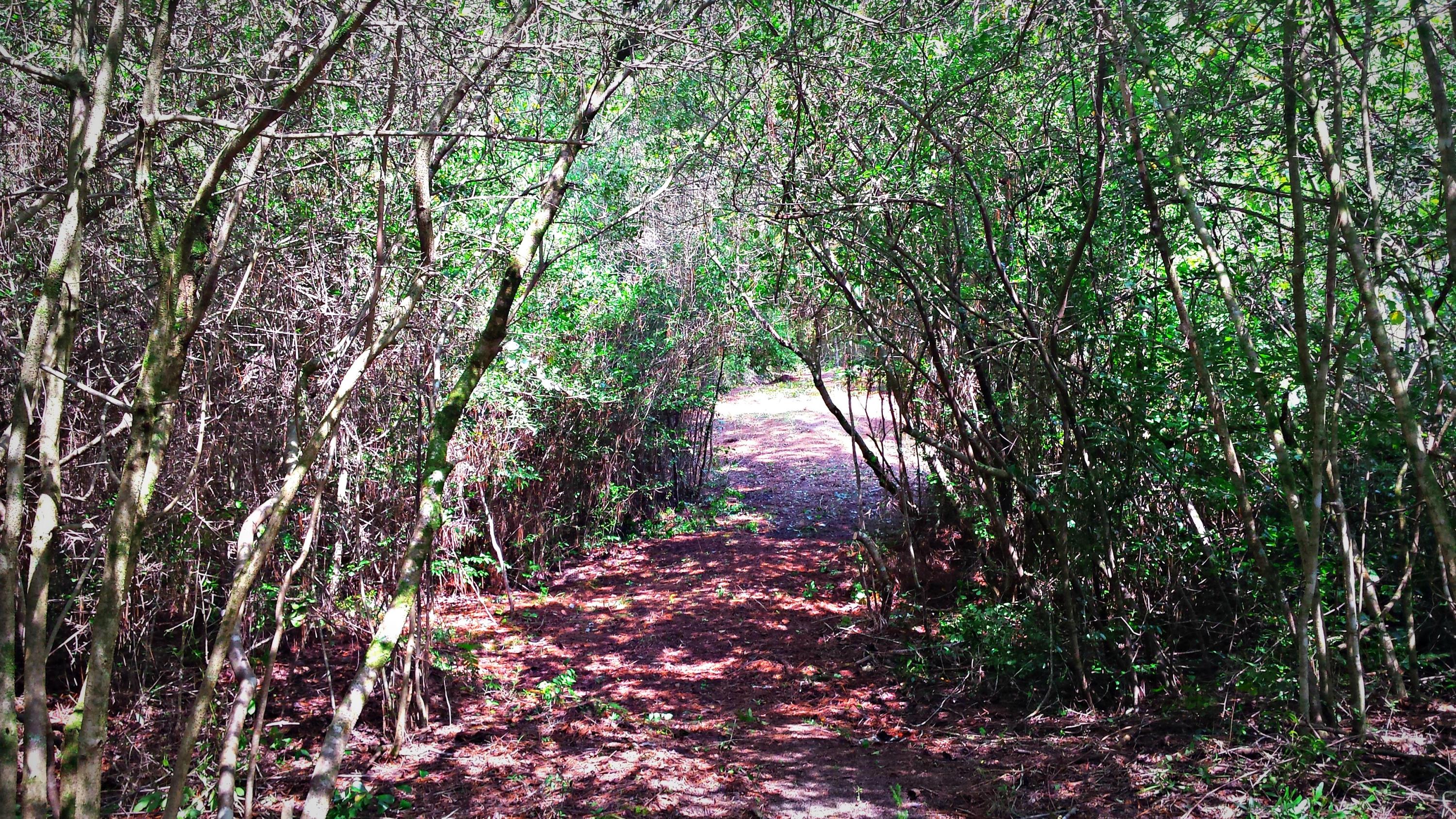 Xx Peacock Road DeFuniak Springs, FL 32433 - Photo 13 of 20 Gallery Image 13