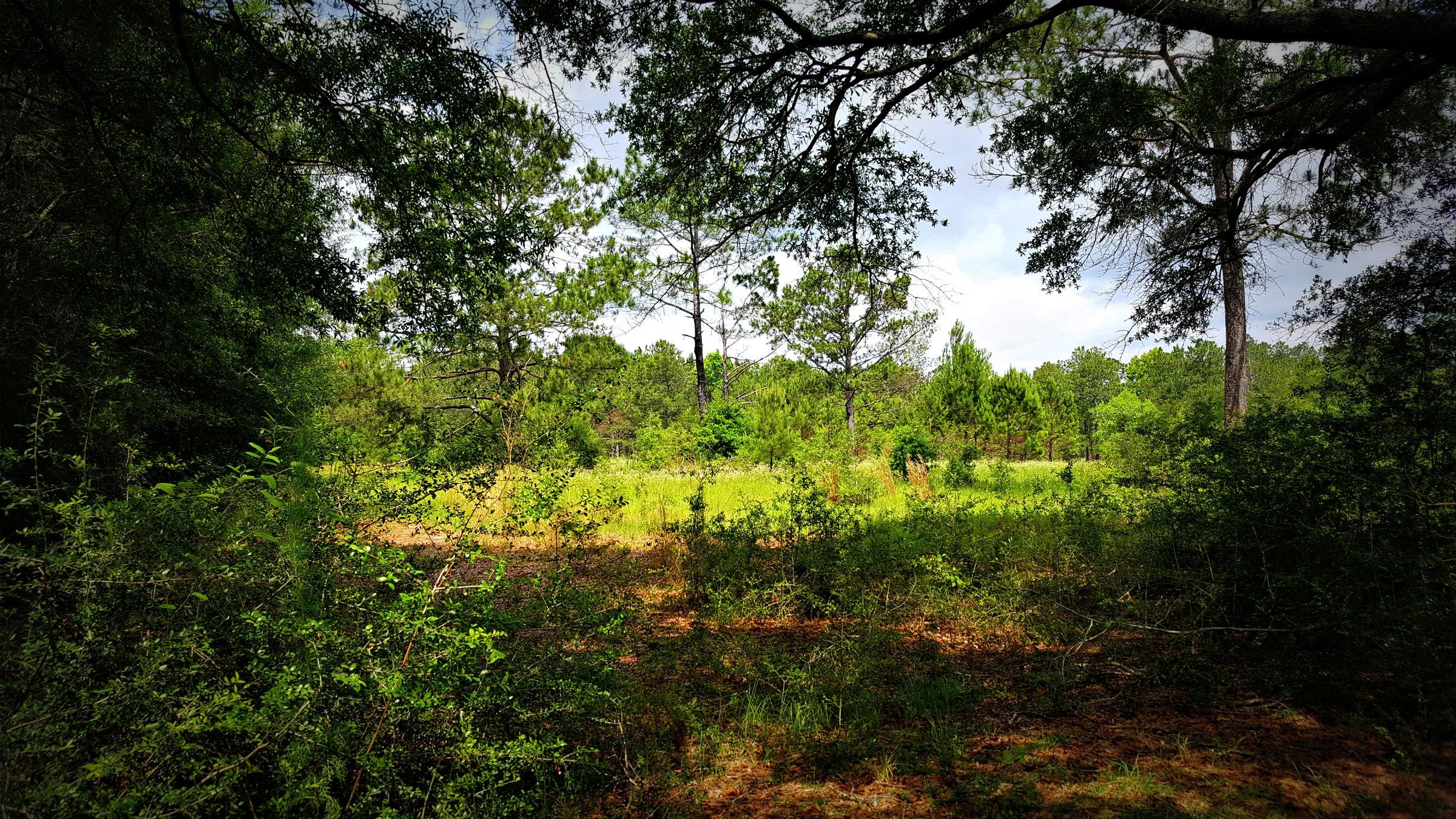 Xx Peacock Road DeFuniak Springs, FL 32433 - Photo 15 of 20 Gallery Image 15
