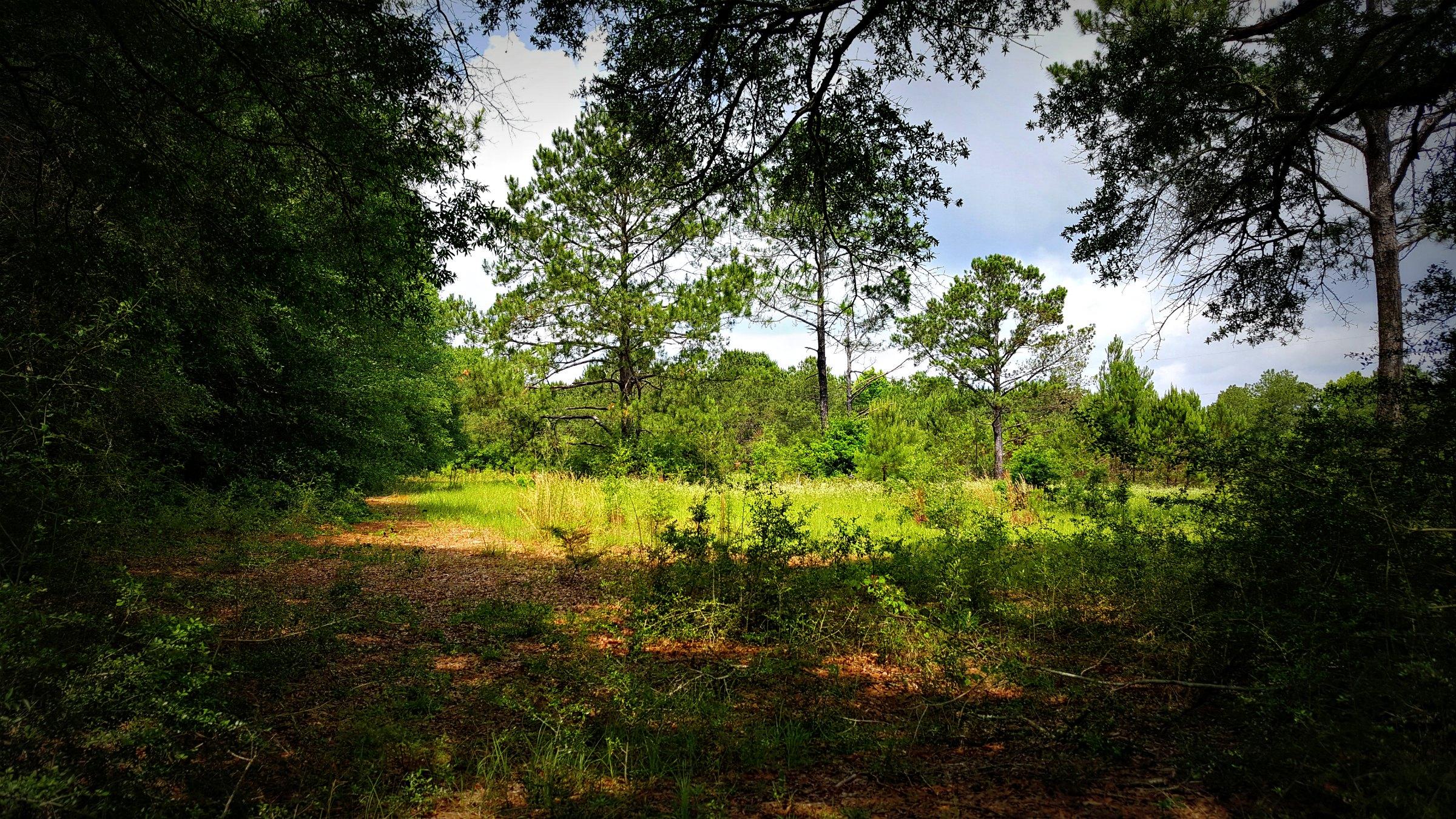 Xx Peacock Road DeFuniak Springs, FL 32433 - Photo 4 of 20 Gallery Image 4