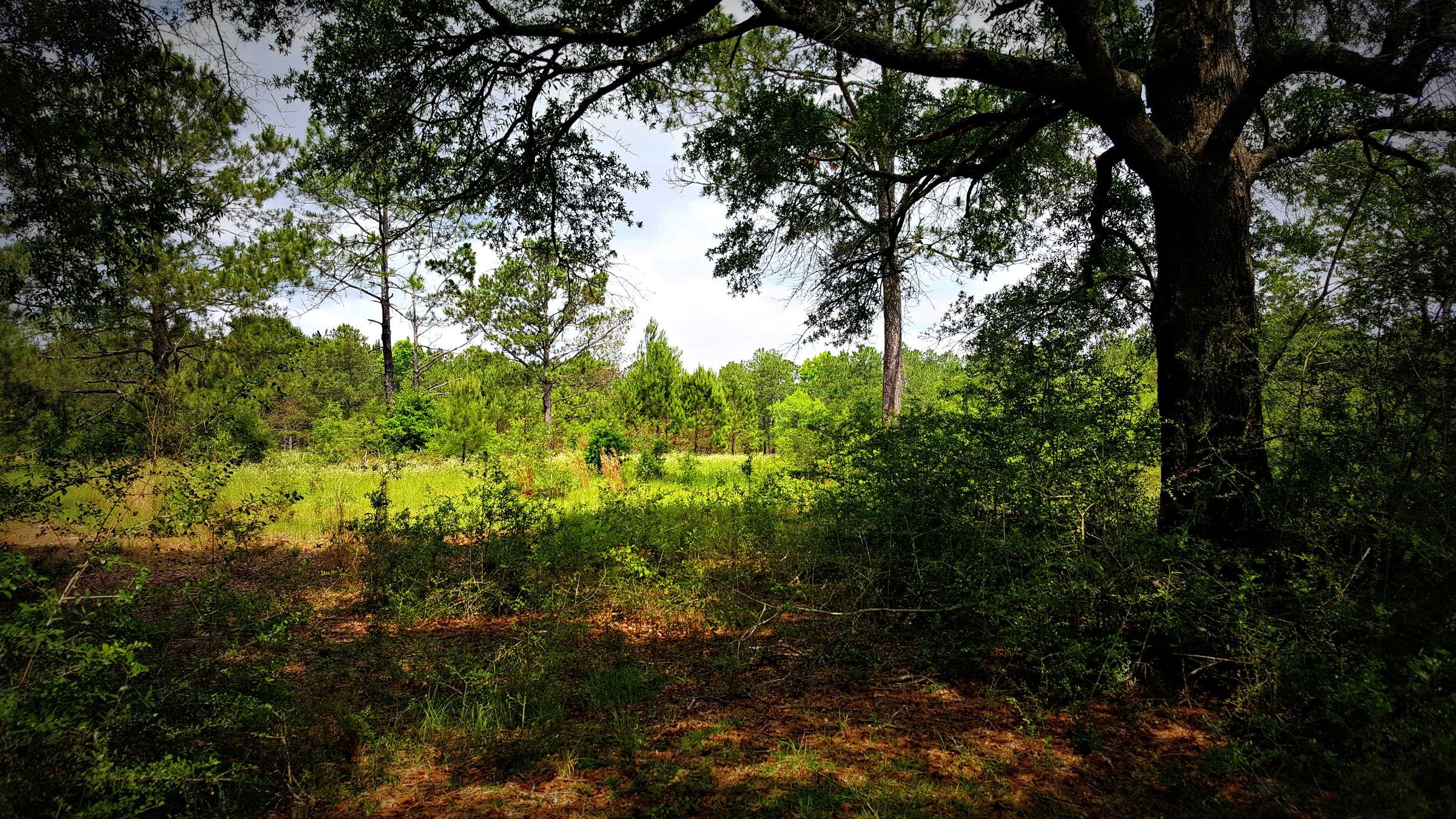 Xx Peacock Road DeFuniak Springs, FL 32433 - Photo 6 of 20 Gallery Image 6