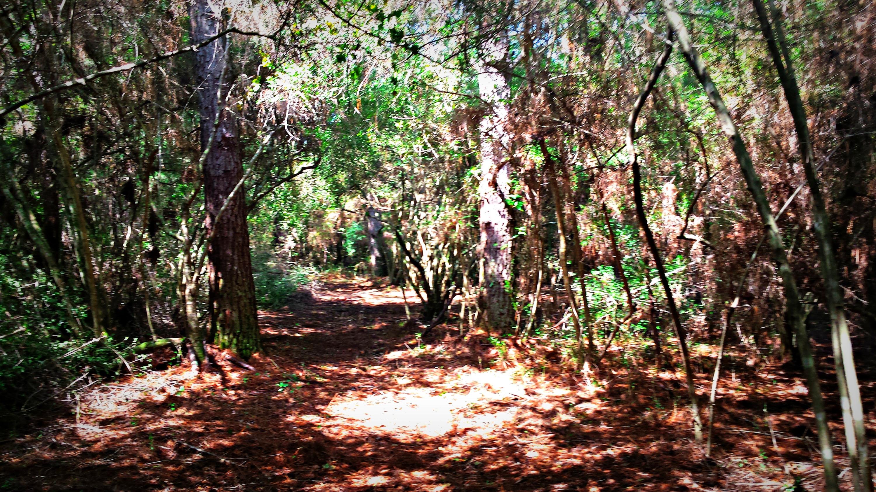 Xx Peacock Road DeFuniak Springs, FL 32433 - Photo 10 of 20 Gallery Image 10