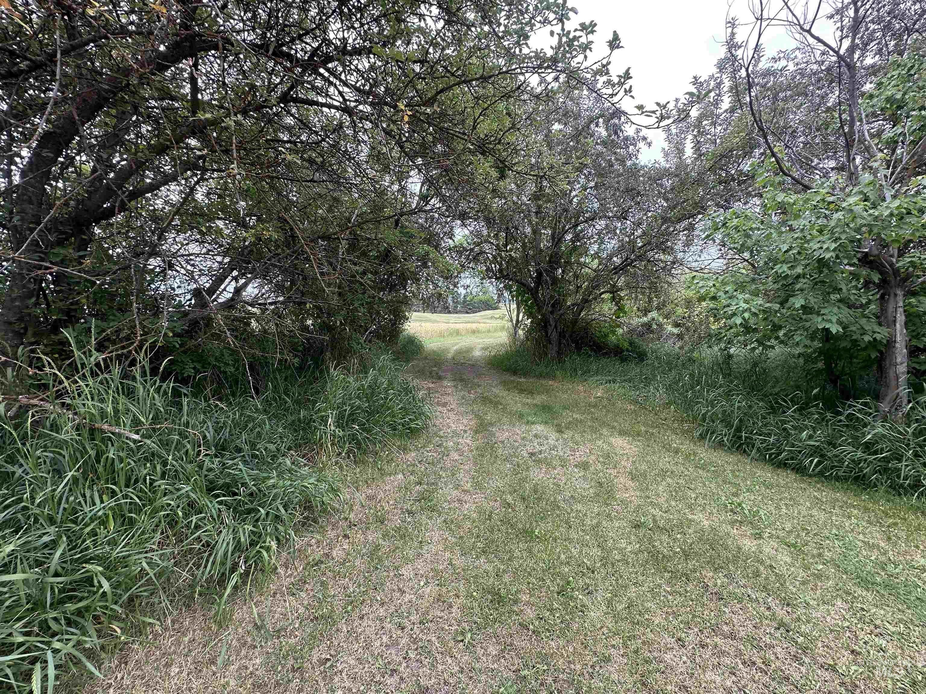 811 Florence Avenue Craigmont, ID 83523 - Photo 43 of 48 View of yard