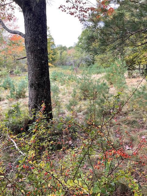Map4-lot3 East Bucksport Road Orrington, ME 04474 - Photo 14 of 22
