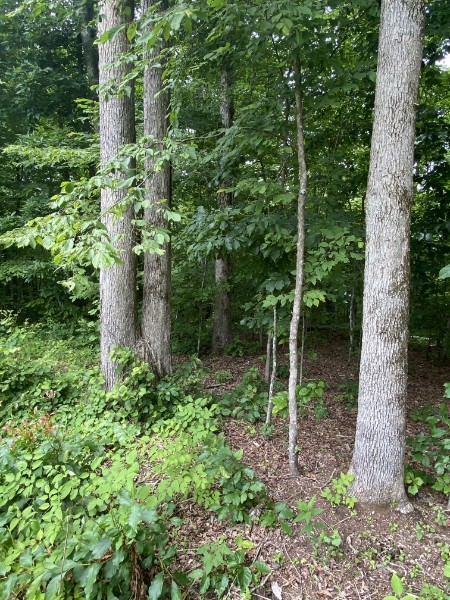 0 Vista Pointe Hohenwald, TN 38462 - Photo 2 of 8 a backyard of a house with lots of green space