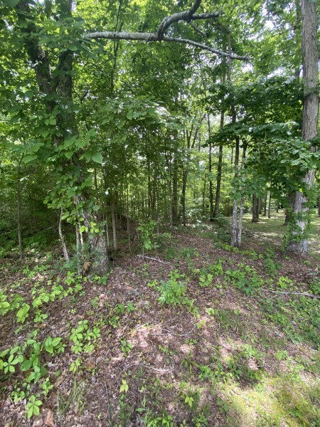 0 Vista Pointe Hohenwald, TN 38462 - Photo 3 of 8 a view of a forest with trees